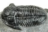 Detailed Gerastos Trilobite Fossil - Morocco #271889-1